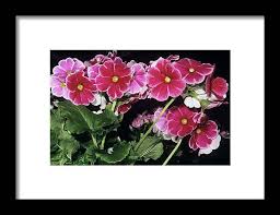 Image result for Primula obconica