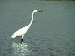 Attēlu rezultāti vaicājumam “Egretta alba”