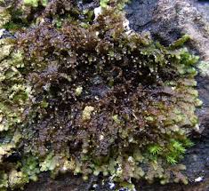 Attēlu rezultāti vaicājumam “Frullania fragilifolia”