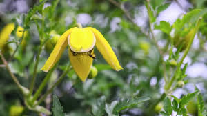 Attēlu rezultāti vaicājumam “Clematis fruit”