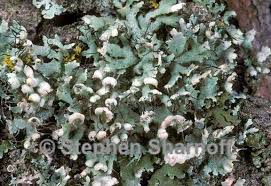 Attēlu rezultāti vaicājumam “Physcia adscendens”