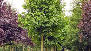 Attēlu rezultāti vaicājumam “Magnolia x soulangeana”