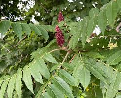 Attēlu rezultāti vaicājumam “Rhus typhina leaf”