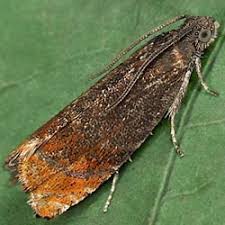 Attēlu rezultāti vaicājumam “Pammene rhediella”