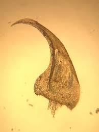 Attēlu rezultāti vaicājumam “Calliergonella lindbergii”