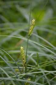 Attēlu rezultāti vaicājumam “Carex digitata fruit”