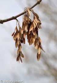 Attēlu rezultāti vaicājumam “Fraxinus excelsior fruit”
