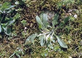 Attēlu rezultāti vaicājumam “Pilosella officinarum bud”