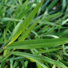 Attēlu rezultāti vaicājumam “Digitaria ischaemum leaf”
