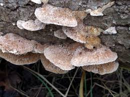 Attēlu rezultāti vaicājumam “Coriolopsis trogii”