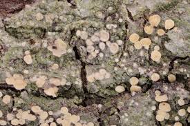 Attēlu rezultāti vaicājumam “Fellhanera subtilis”