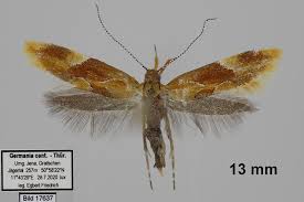 Attēlu rezultāti vaicājumam “Epicallima formosella”