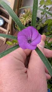 Image result for Kornrade