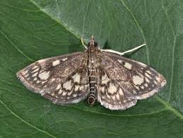 Attēlu rezultāti vaicājumam “Anania stachydalis”