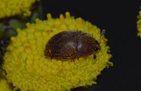 Attēlu rezultāti vaicājumam “Cychramus luteus”