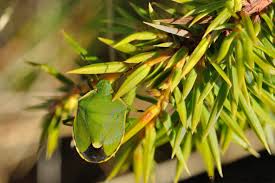 Attēlu rezultāti vaicājumam “Chlorochroa juniperina”