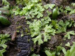 Attēlu rezultāti vaicājumam “Riccia rhenana”