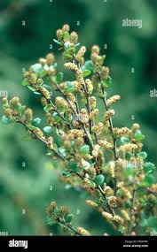 Attēlu rezultāti vaicājumam “Betula nana female flower”