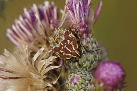 Attēlu rezultāti vaicājumam “Carpocoris sp.”