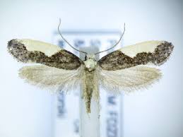 Attēlu rezultāti vaicājumam “Monopis monachella”