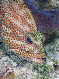 Image result for Cephalopholis cruentata