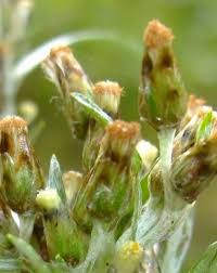 Attēlu rezultāti vaicājumam “Gnaphalium sylvaticum bud”