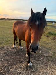 Image result for Blackpool & Fylde Horse Club