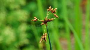 Attēlu rezultāti vaicājumam “Schoenoplectus lacustris subsp. glaucus fruit”