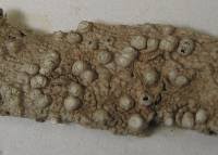 Attēlu rezultāti vaicājumam “Pertusaria leioplaca”