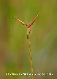 Attēlu rezultāti vaicājumam “Carex pauciflora”