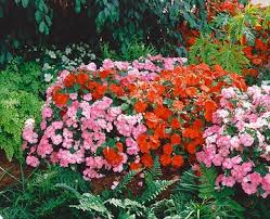 Image result for Begonia cucullata var. Hookeri