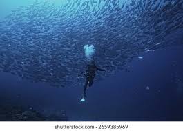 Image result for Tornado Divers