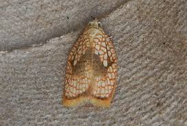 Attēlu rezultāti vaicājumam “Acleris forsskaleana”