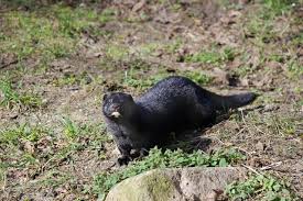 Attēlu rezultāti vaicājumam “Mustela vison”