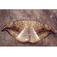 Attēlu rezultāti vaicājumam “Drepana falcataria”