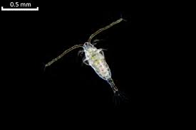 Attēlu rezultāti vaicājumam “Copepoda”