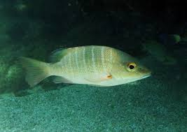 Image result for Lutjanus novemfasciatus