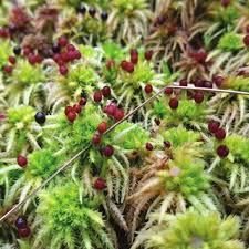 Attēlu rezultāti vaicājumam “Leiocolea rutheana sporophyte”