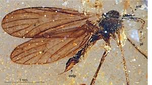 Attēlu rezultāti vaicājumam “Limoniidae”