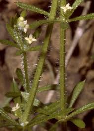 Image result for Galium aparine