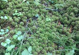 Attēlu rezultāti vaicājumam “Sphagnum wulfianum”