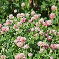 Attēlu rezultāti vaicājumam “Trifolium hybridum”