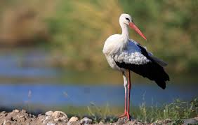 Attēlu rezultāti vaicājumam “Ciconia ciconia”