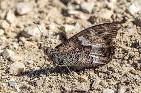 Attēlu rezultāti vaicājumam “Hipparchia alcyone underside”