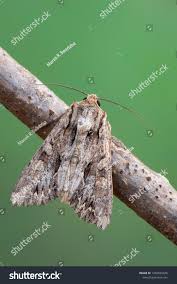 Attēlu rezultāti vaicājumam “Apamea monoglypha”