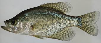 Image result for Pomoxis nigromaculatus