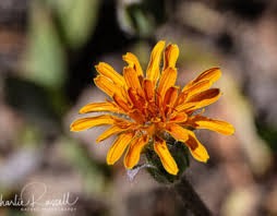 Image result for Agoseris major