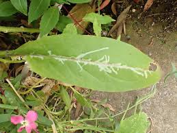 Attēlu rezultāti vaicājumam “Hesperis matronalis leaf”