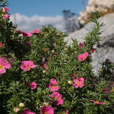 Attēlu rezultāti vaicājumam “Potentilla”