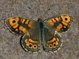 Attēlu rezultāti vaicājumam “Lasiommata megera”